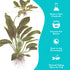 Echinodorus Ozelot Green Amazon Sword Live Aquarium Plants BUY 2 GET 1 FREE