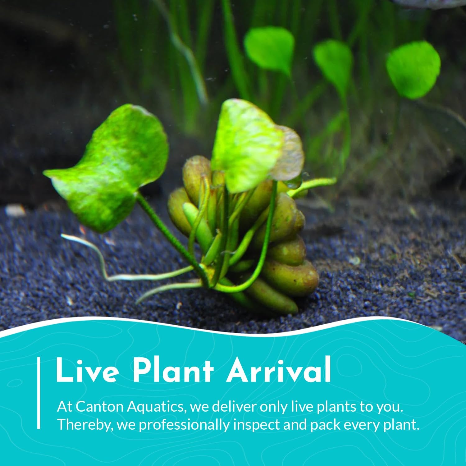 Banana Plant (Nymphoides Aquatica)
