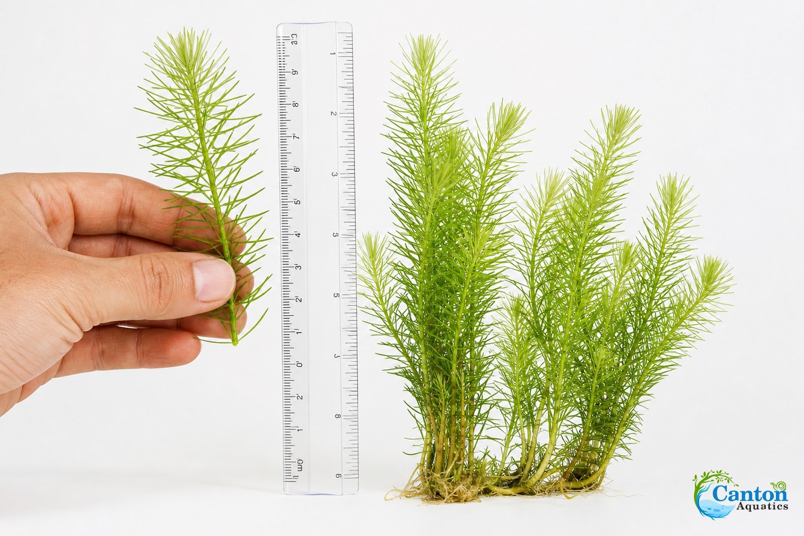 Limnophila Hippuridoides – Live Freshwater Aquarium Plant