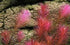 Rotala Wallichii (Bright Red) Plant