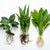 Cichlid-Friendly Live Plant Pack – Large Hardy Aquarium Plants (3 Pack)