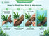 Java Fern (Microsorum pteropus) – Easy Live Freshwater Aquarium Plant