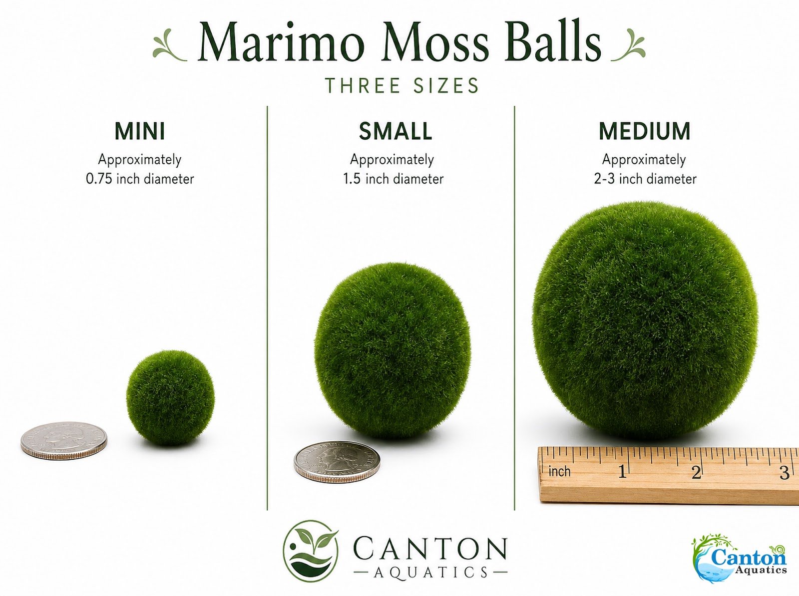 Marimo Moss Ball (Aegagropila Linnaei)