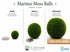 Marimo Moss Ball (Aegagropila Linnaei)