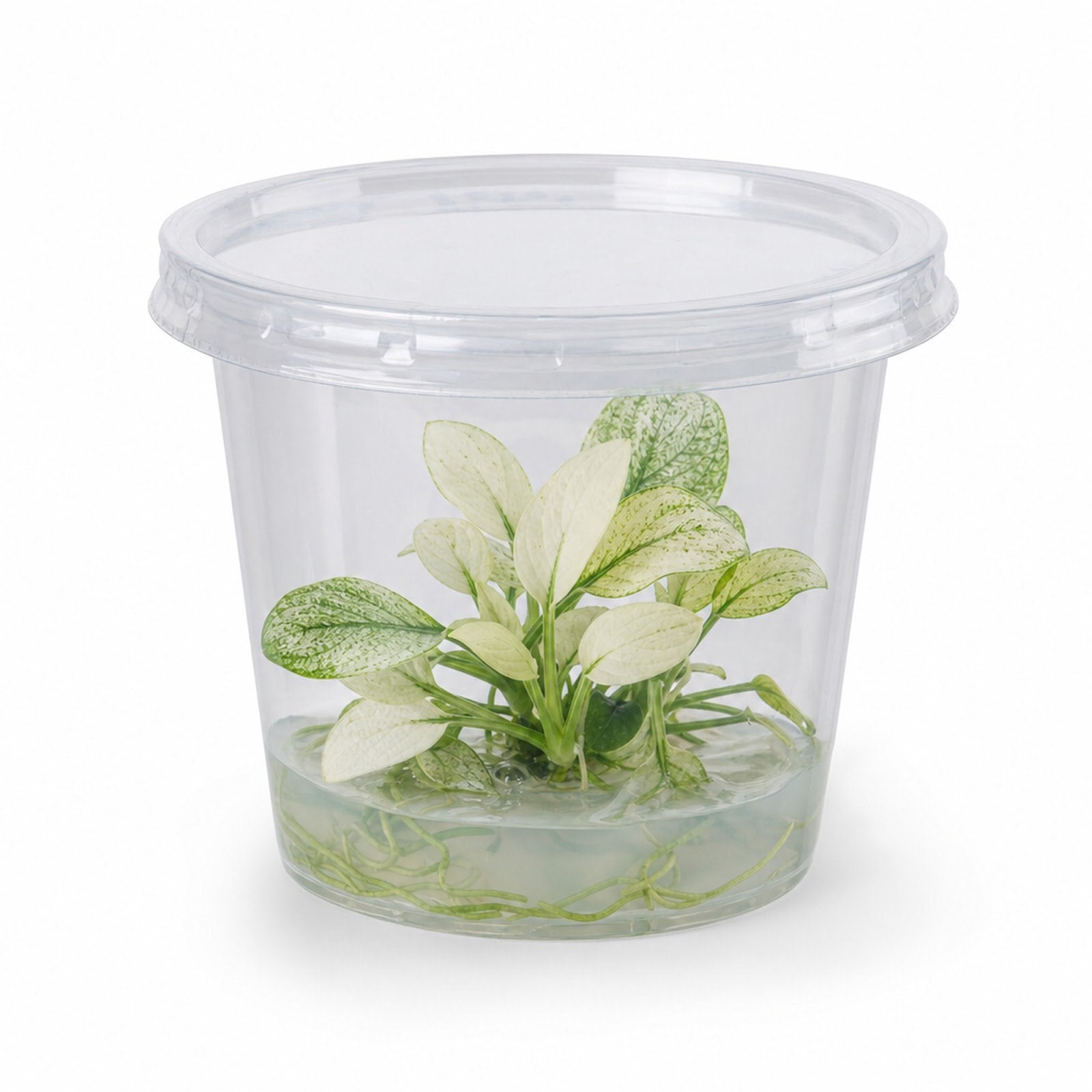 Anubias White Rose – Live Freshwater Aquarium Plant - Image 4 of 90