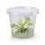Anubias White Rose – Live Freshwater Aquarium Plant - Image 4 of 90