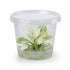 Anubias White Rose – Live Freshwater Aquarium Plant - Image 4 of 90