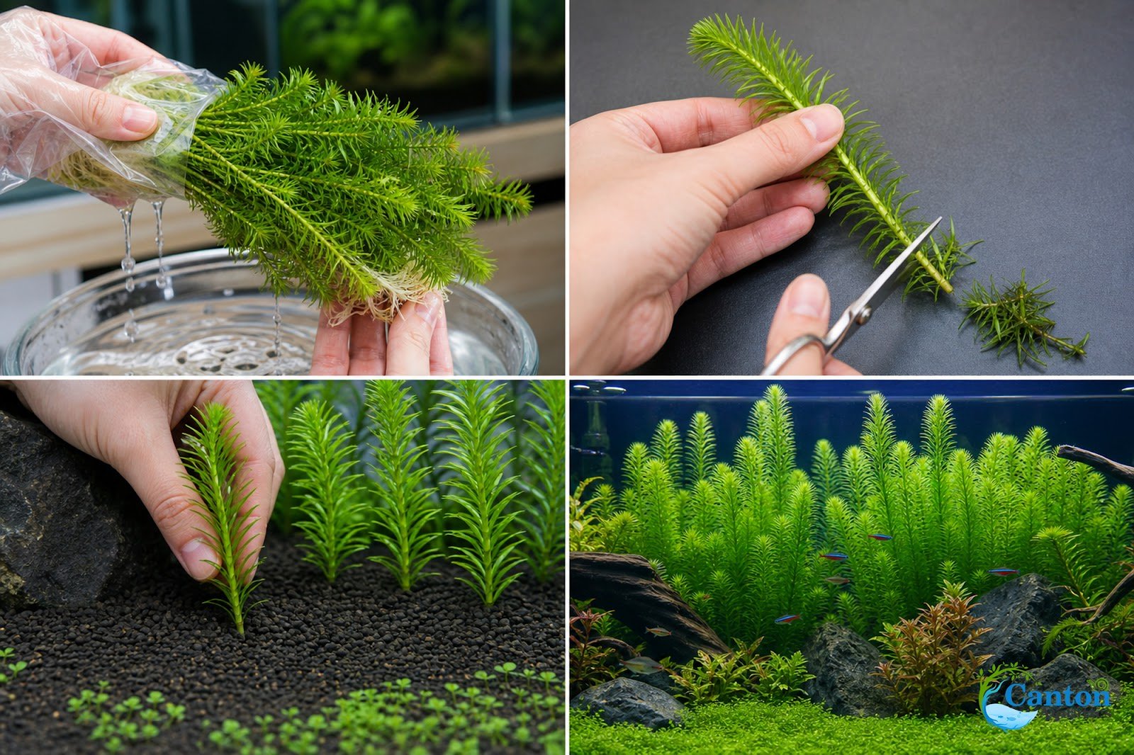 Limnophila Hippuridoides – Live Freshwater Aquarium Plant
