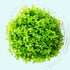Pearl Weed (Hemianthus Micranthemoides) – Live Aquarium Plant