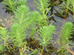 Parrot’s Feather (Myriophyllum aquaticum) – Live Aquarium & Pond Plant