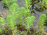 Parrot’s Feather (Myriophyllum aquaticum) – Live Aquarium & Pond Plant