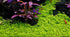Dwarf Baby Tears Micranthemum Umbrosom