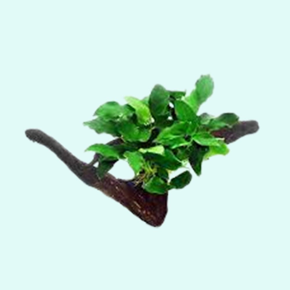 Anubias Barteri (Nana) Rooted on Driftwood - Image 1 of 10