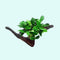 Anubias Barteri (Nana) Rooted on Driftwood - Image 1 of 10