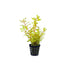 Needle Leaf Ludwigia Arcuata