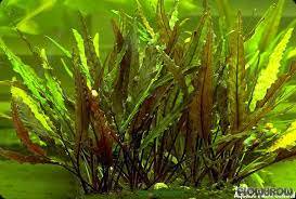 Cryptocoryne Crypt (Undulata)