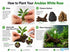 Anubias White Rose – Live Freshwater Aquarium Plant