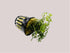 Bolbitis Heteroclita Difformis "Mini" – Live Aquarium Fern
