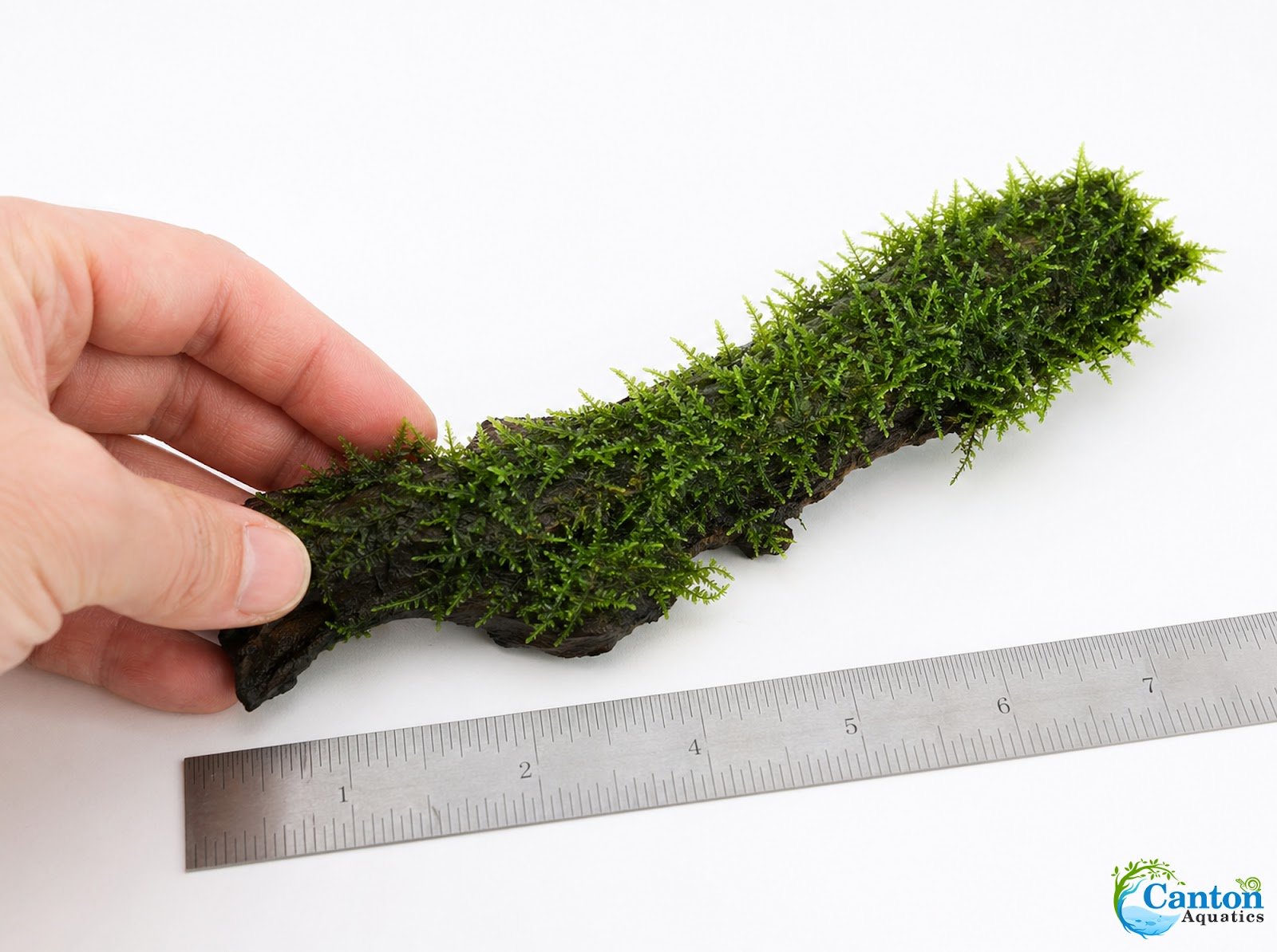 Christmas Moss on Driftwood | Live Aquarium Plant - Pre-Attached Vesicularia Montagnei, Low Light, No CO2, Shrimp Safe