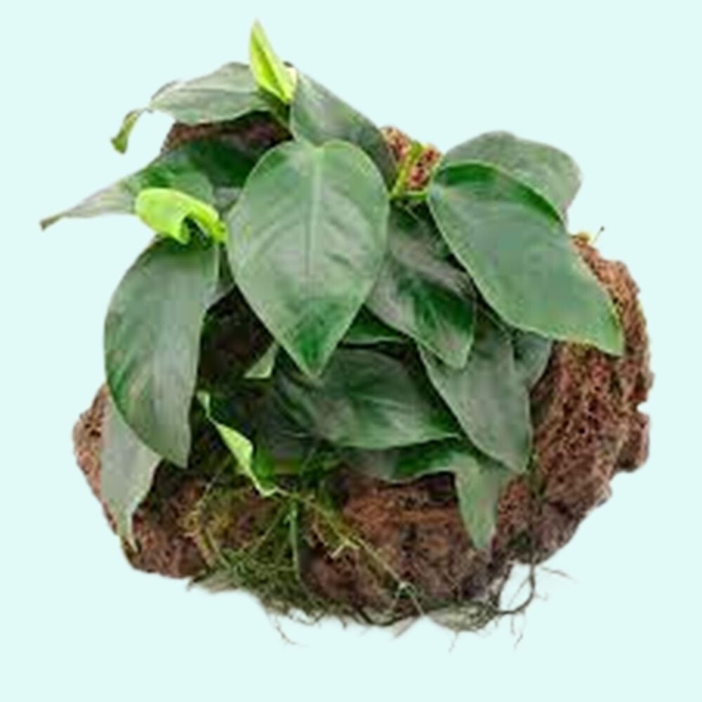 Anubias Barteri (Nana) Rooted on Driftwood - Image 3 of 10