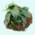 Anubias Barteri (Nana) Rooted on Driftwood - Image 3 of 10