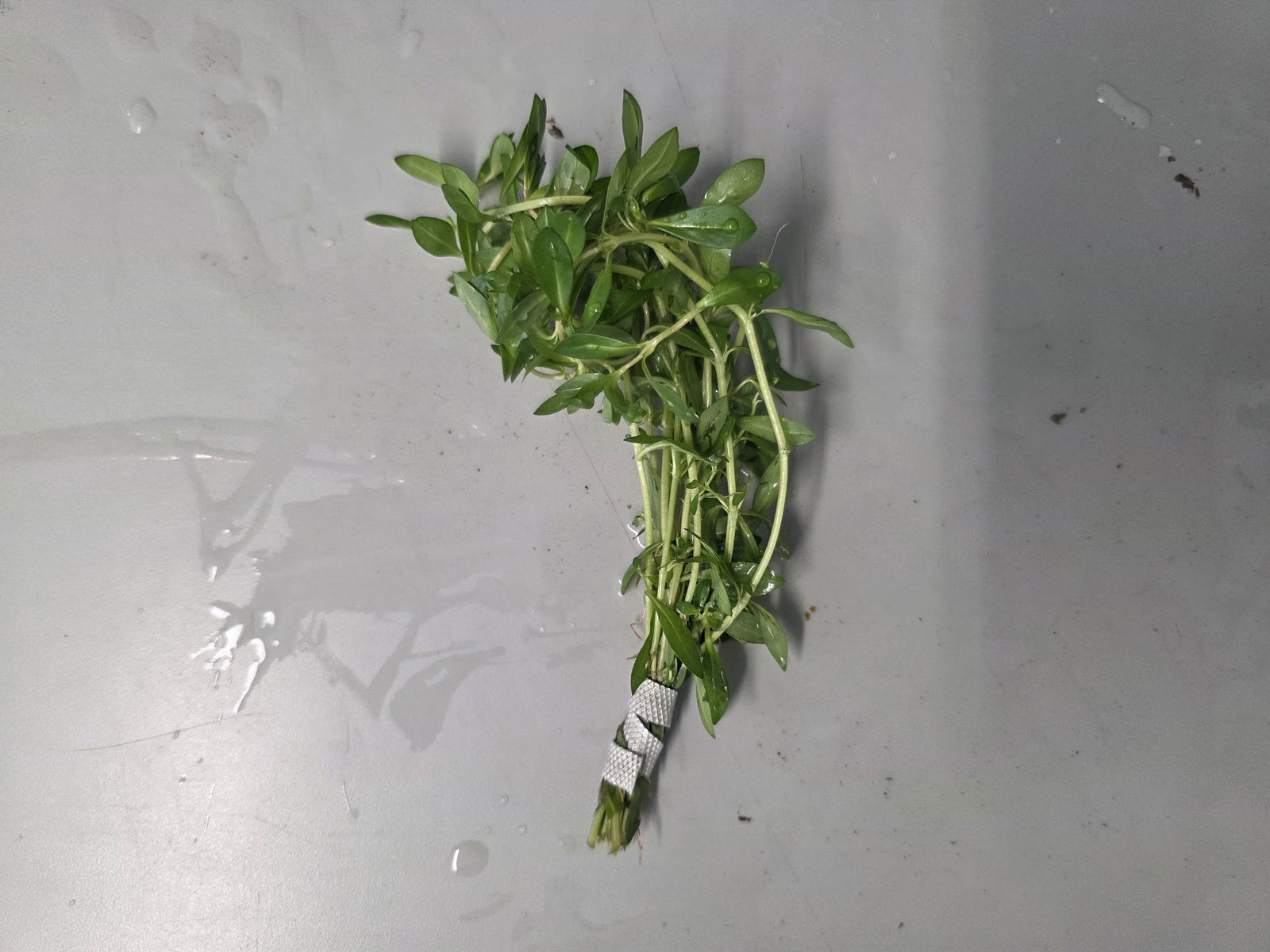 Needle Leaf Ludwigia Arcuata