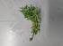 Needle Leaf Ludwigia Arcuata