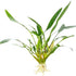 Cryptocoryne Crypt Lucens