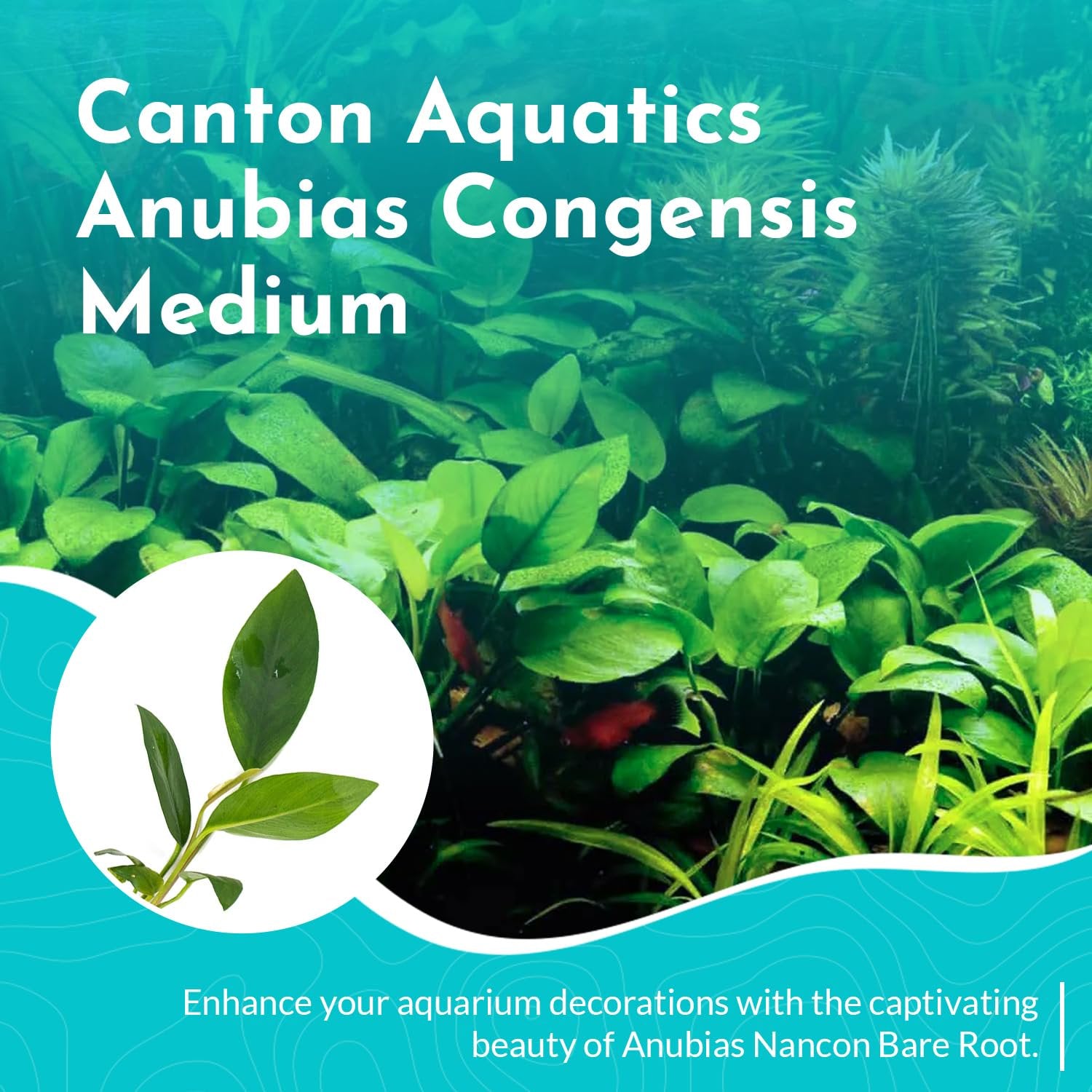 Anubias Congensis – Live Freshwater Aquarium Plant - Image 2 of 6