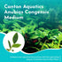Anubias Congensis – Live Freshwater Aquarium Plant - Image 2 of 6