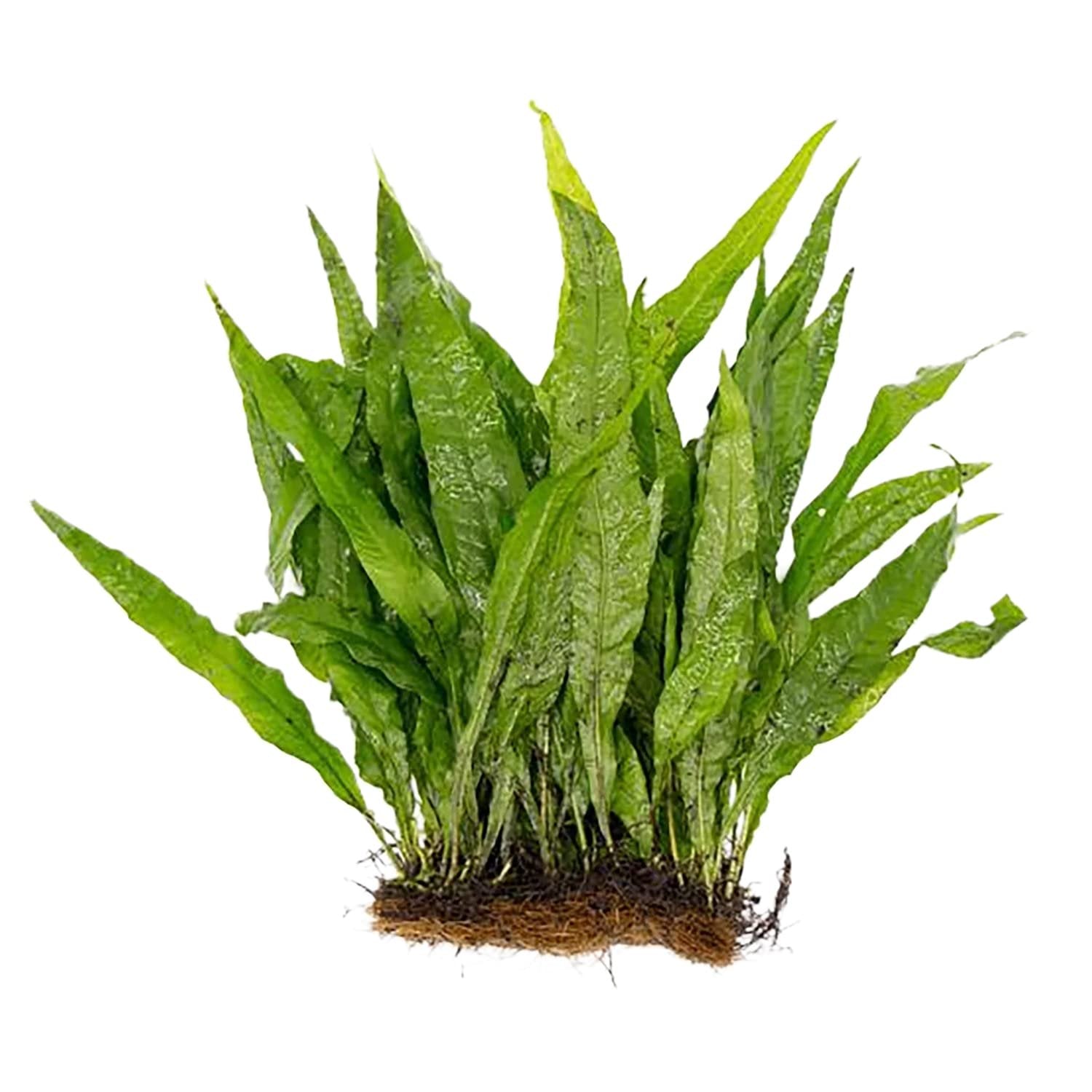 Java Fern Mat (Microsorum Pteropus) on Mat