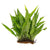 Java Fern Mat (Microsorum Pteropus) on Mat