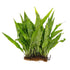 Java Fern Mat (Microsorum Pteropus) on Mat