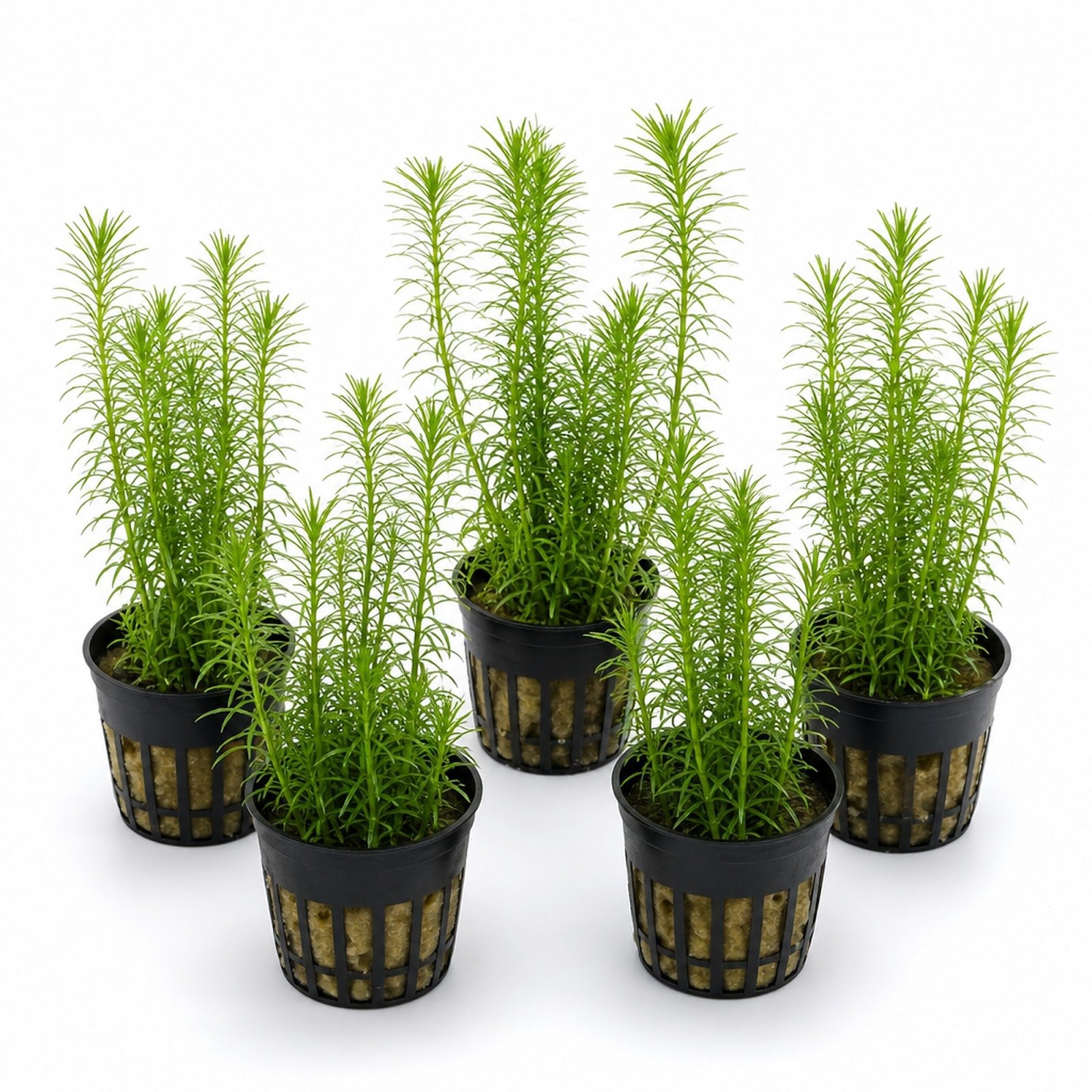 Limnophila Hippuridoides – Live Freshwater Aquarium Plant