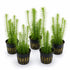 Limnophila Hippuridoides – Live Freshwater Aquarium Plant