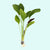 Rose Sparkle Sword (Echinodorus sp. “Rose Sparkle”) – Live Aquarium Plant