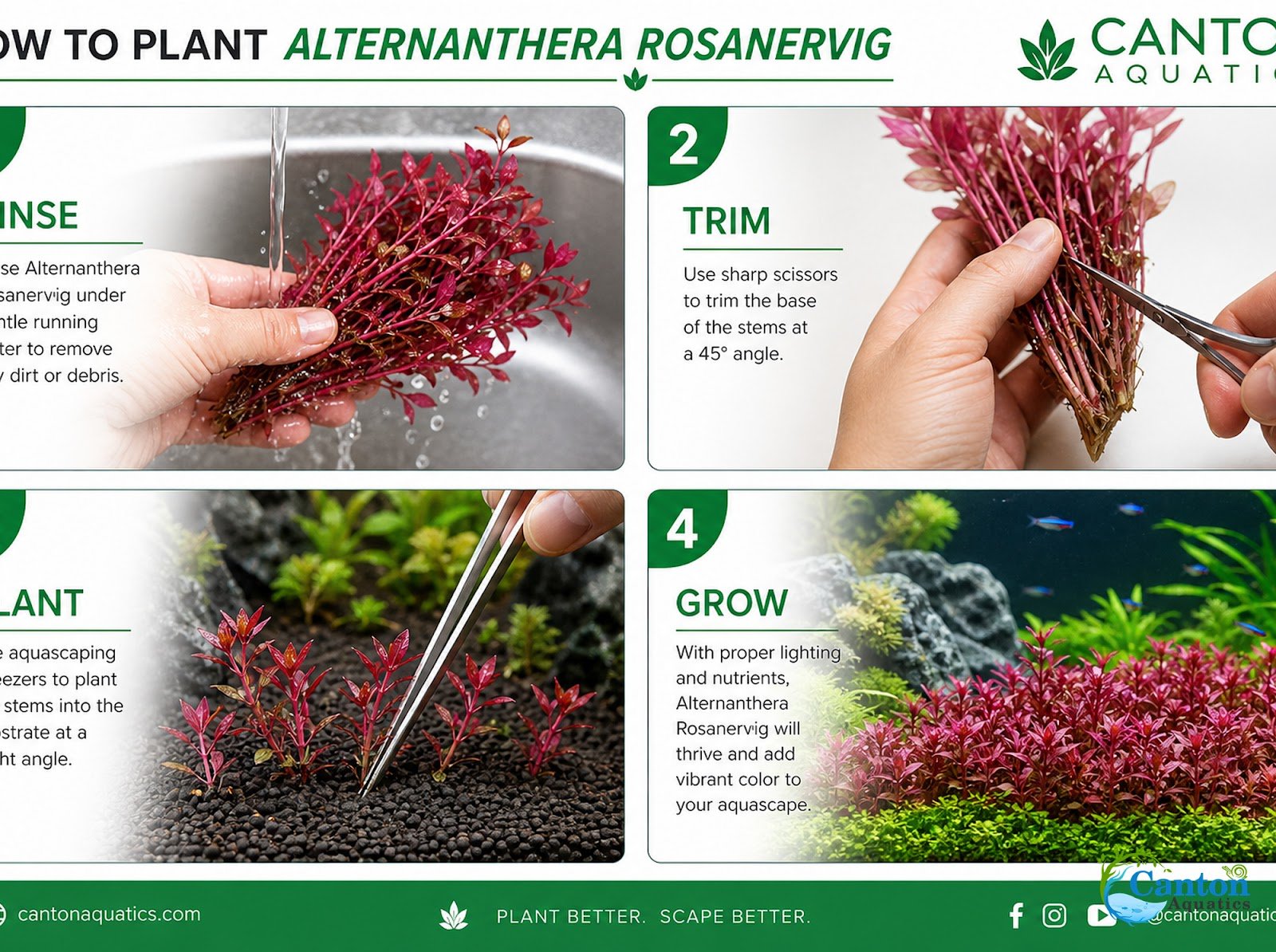 Alternanthera Rosanervig - Image 25 of 30