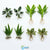 Live Aquarium Plants Essential Bundle