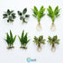 Live Aquarium Plants Essential Bundle