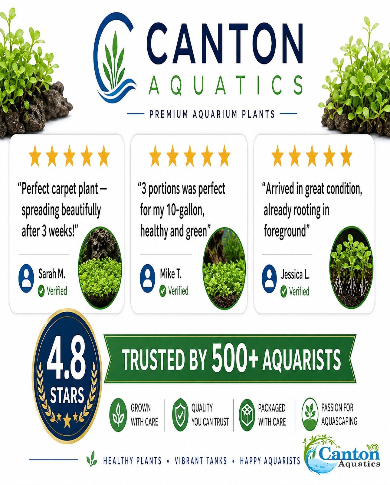 CANTON AQUATICS Staurogyne S Repens Plants - Long Lasting & Easy to Care - Promote High Water Quality and Fast - Growing Live Freshwater Carpet Plant for Aquascaping - 5X Clumps Plants