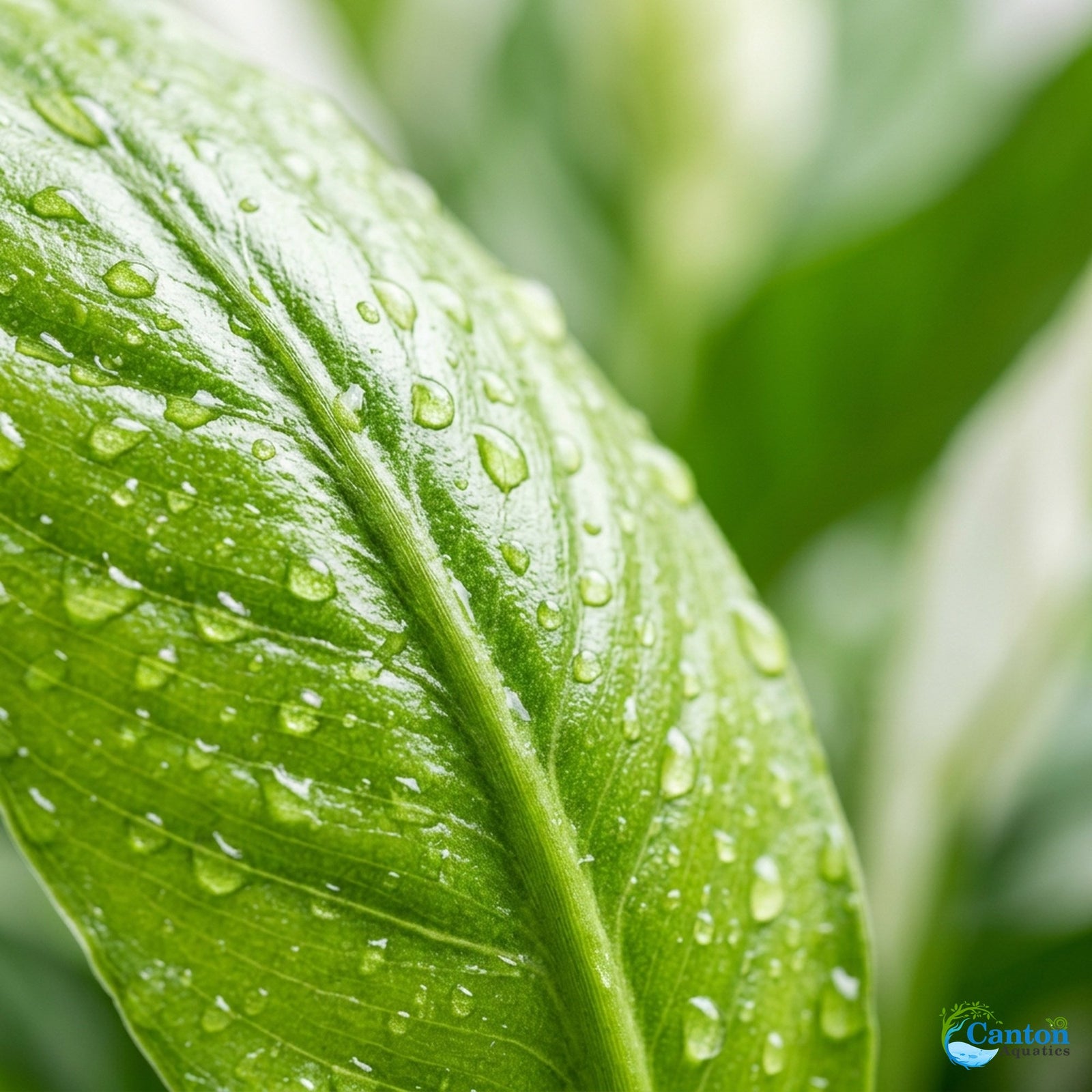 Spathiphyllum (Peace Lily) Rooted Starter Plant 3 Pack
