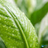 Spathiphyllum (Peace Lily) Rooted Starter Plant 3 Pack