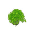Micranthemum 'Monte Carlo' - Live Freshwater Carpet Aquarium Plant