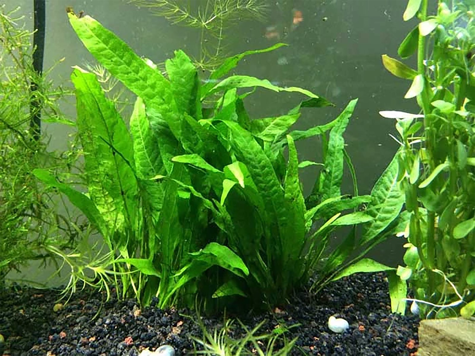 Java Fern (Microsorum Pteropus) on Mat