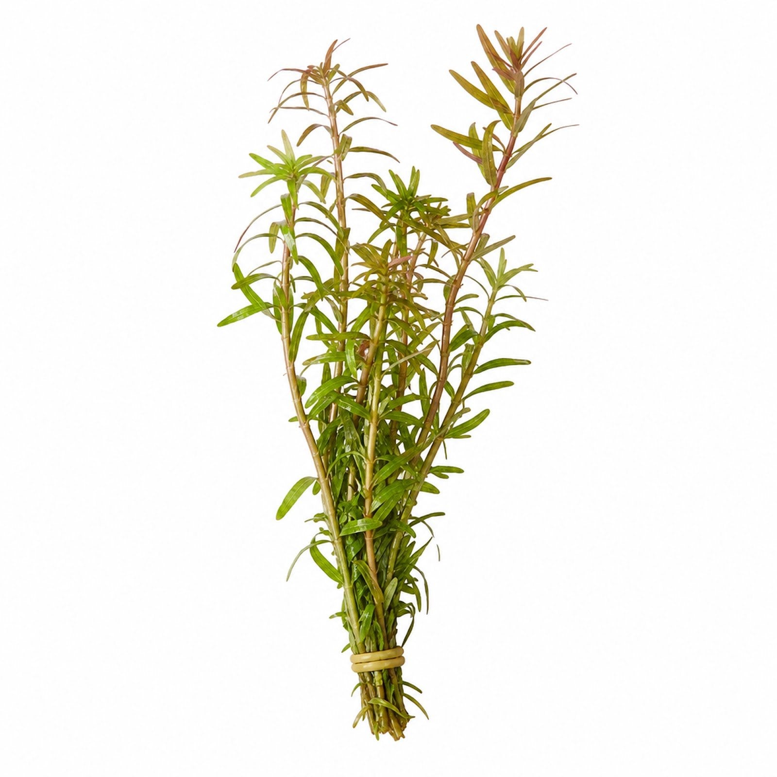 Rotala Vietnam HRa