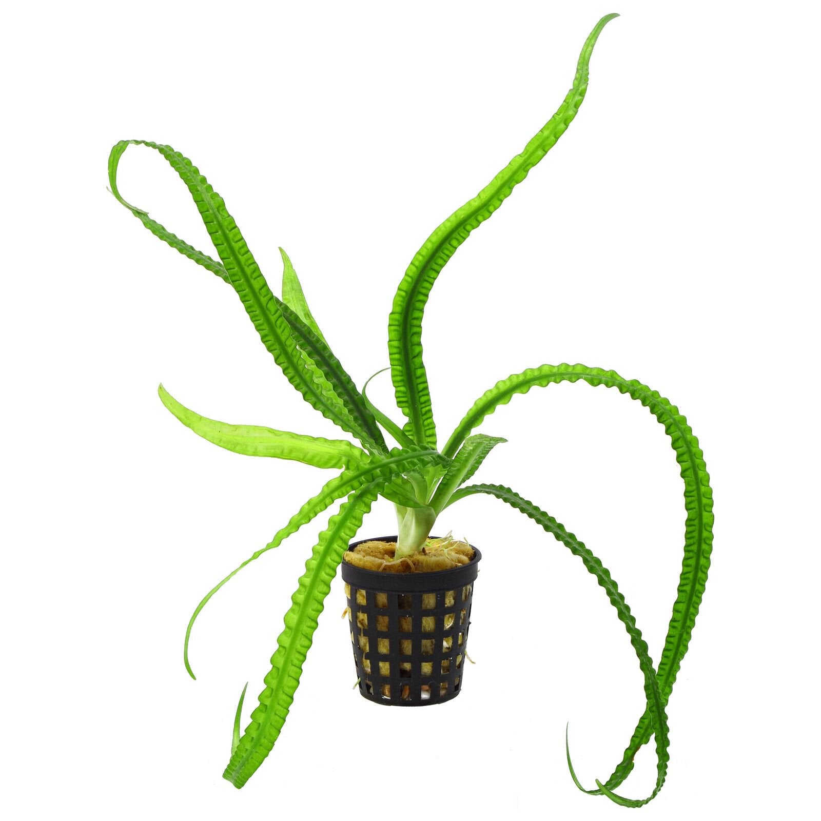 Crinum Calamistratum