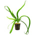 Crinum Calamistratum
