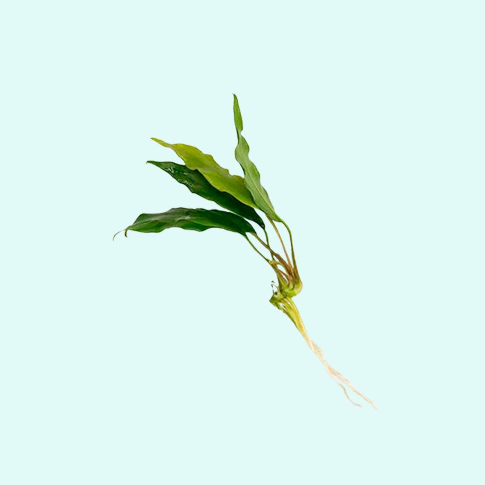 Anubias Minima Bare Root - Image 25 of 40