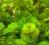 Aquarium Plant Bundle – Ludwigia, Bacopa & Cabomba (18 Stems)
