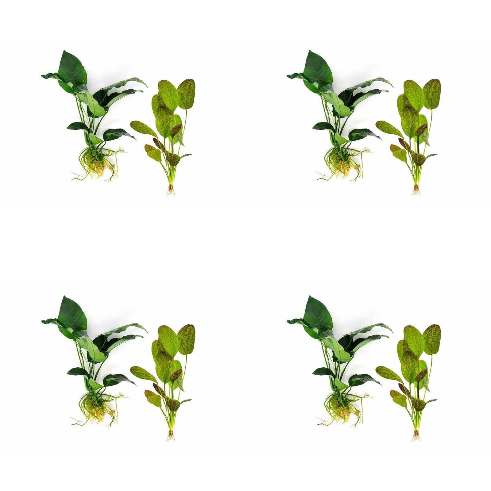 Showpiece Plant Duo – Large Amazon Sword & Anubias | Live Aquarium Plants, Easy, Lush, Freshwater